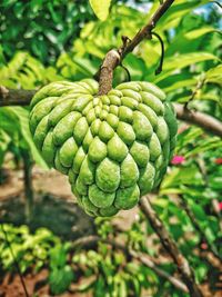 Close-up of fruit growing on tree