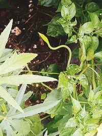 High angle view of plants growing on field