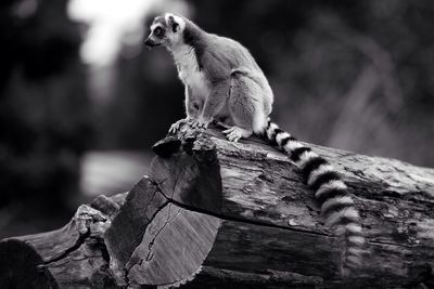 Lemur sitting on log