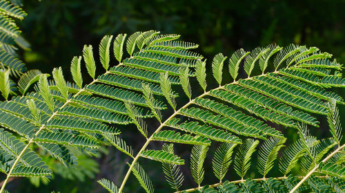 Close-up of fern leaves