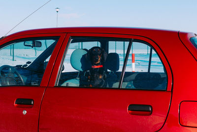 Rear view of woman with dog on car