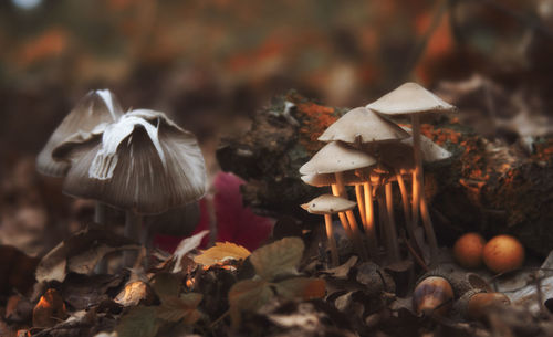 Close-up of mushrooms