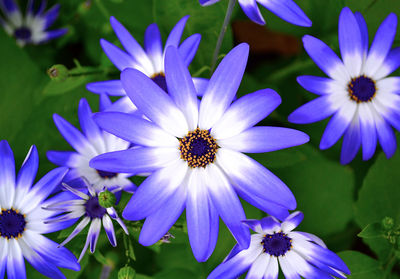 Close-up of purple flowers blooming outdoors