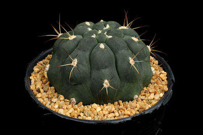 Close-up of succulent plant against black background