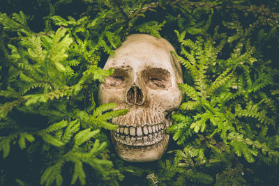 Human skull and green leaf are life concept backgrounds.