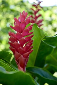 Close-up of red flowering plant