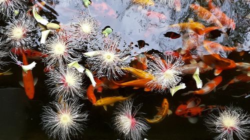 High angle view of ducks swimming in water