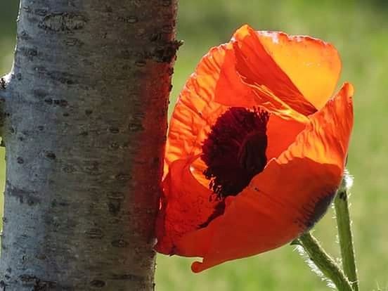 CLOSE-UP OF RED POPPY WITH WATER DROPS