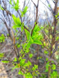 Close-up of tree branch