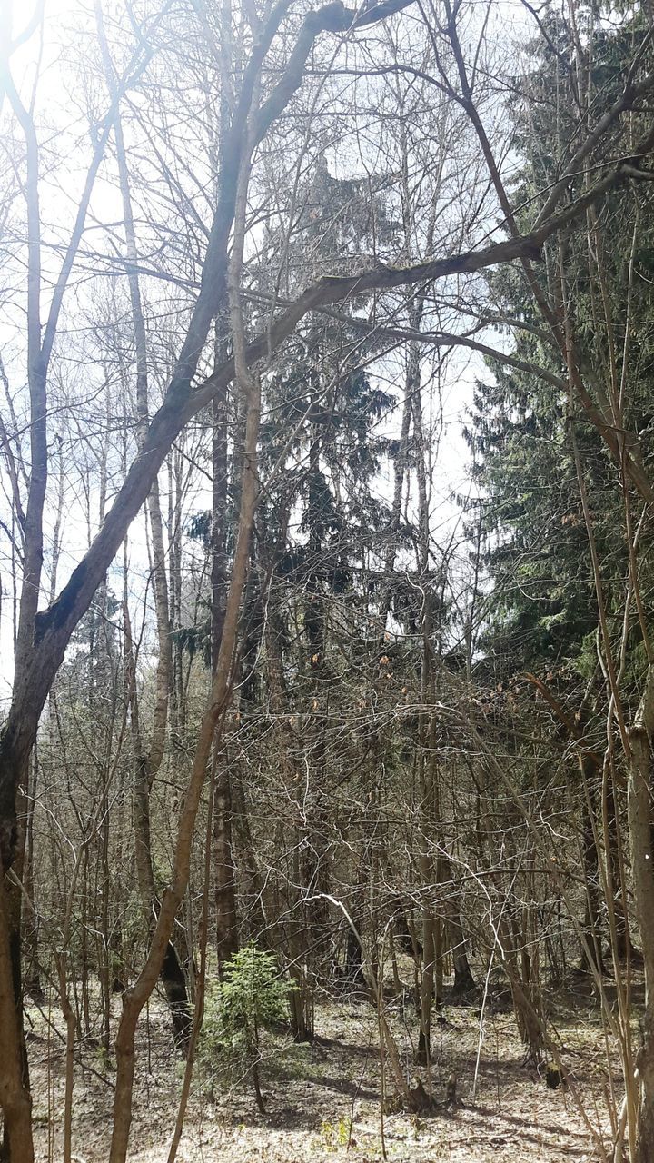 tree, bare tree, branch, tree trunk, tranquility, growth, nature, forest, tranquil scene, woodland, day, low angle view, beauty in nature, scenics, outdoors, no people, building exterior, built structure, winter, sky