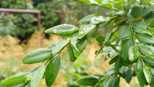 Close-up of wet plant