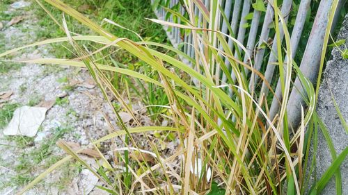 High angle view of bamboo plants on field