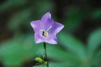 Close-up of honey bee on purple flowering plant