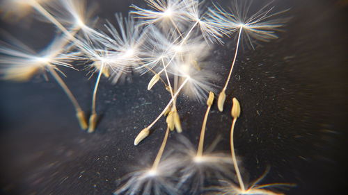 Close-up of dandelion flower