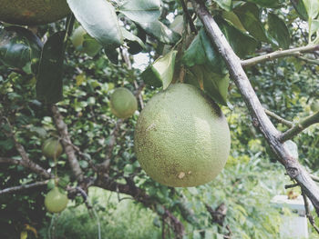 Close-up of fruits growing on tree