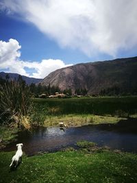 Ducks on grassy field by mountains against sky