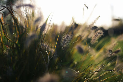 Close-up of plants on field against sky