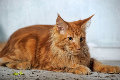 Portrait of a cat looking away