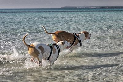 Dog at beach against sky