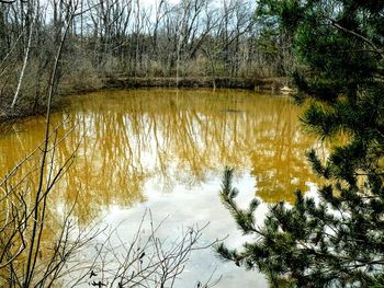 Reflection of trees in calm lake