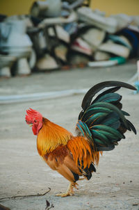 Close-up of rooster