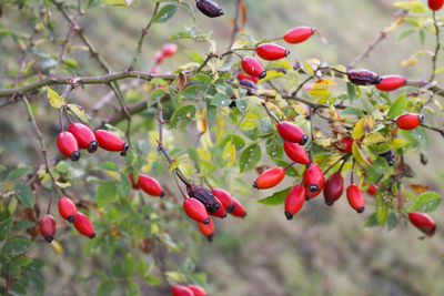 Close-up of red berries growing on tree