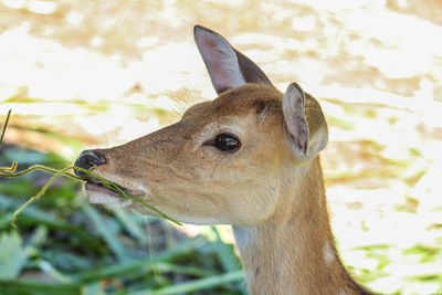 Close-up of an animal