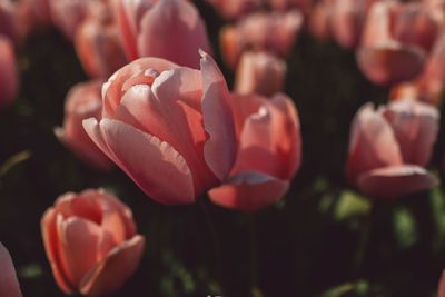 Close-up of pink tulips