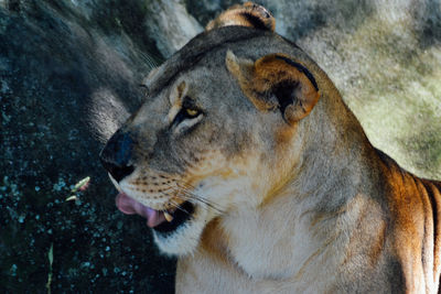 Close-up of lioness by tree