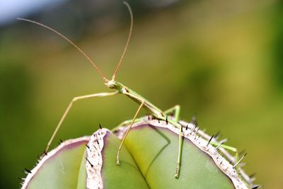 Close-up of grasshopper on leaf