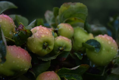 Close-up of fruits