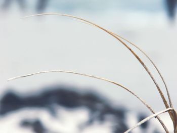 Close-up of plant against sky