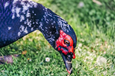 Close-up of a bird on field