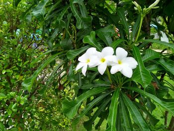 Close-up of white flowering plants