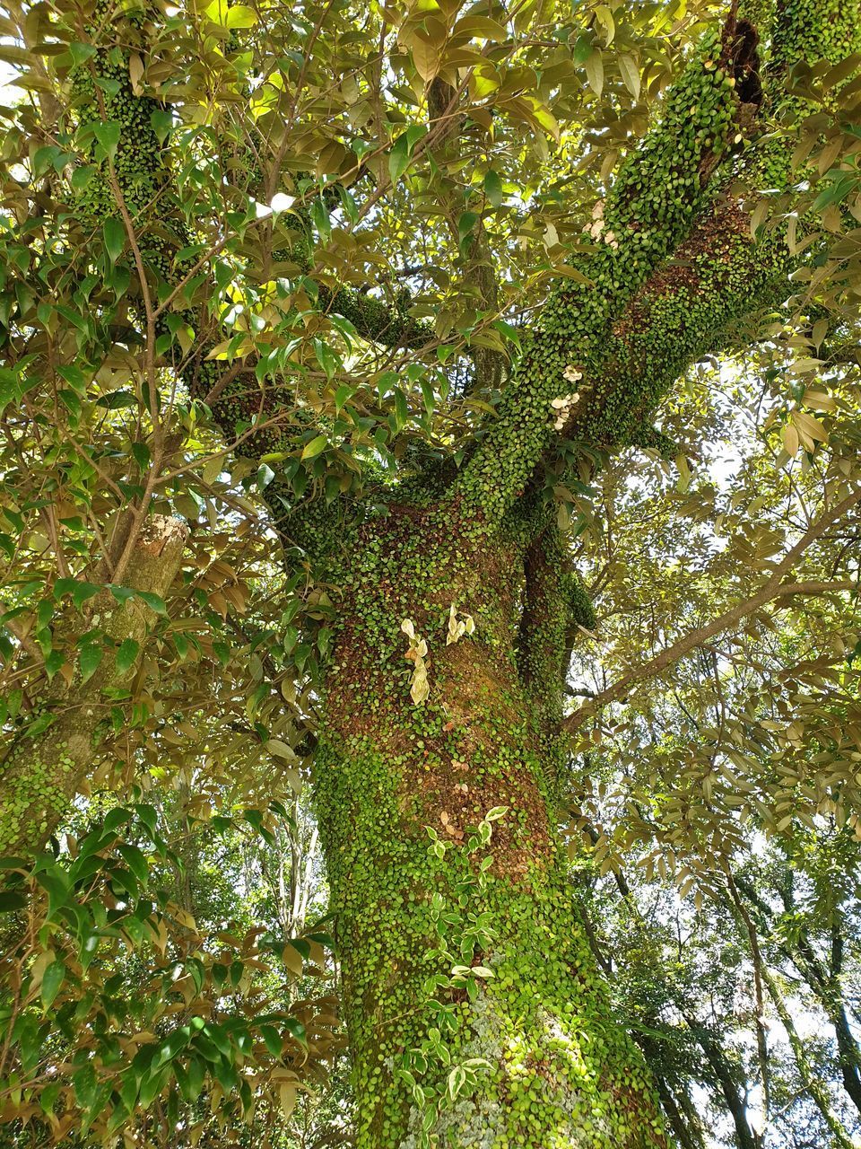 LOW ANGLE VIEW OF TREES