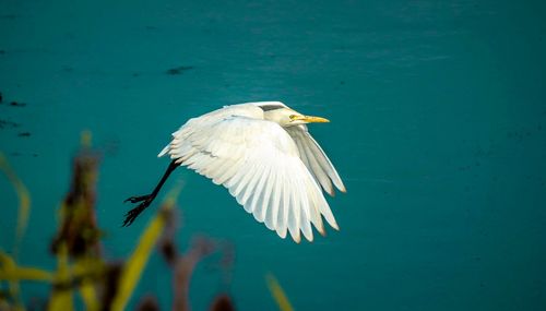 Close-up of bird flying against blue sky