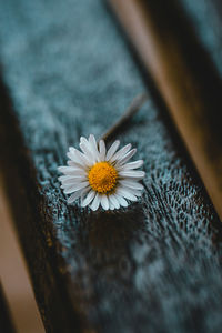 High angle view of daisy on wood