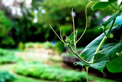 Close-up of insect on plant