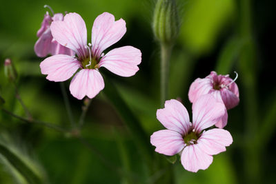 Close-up of pink cosmos flower