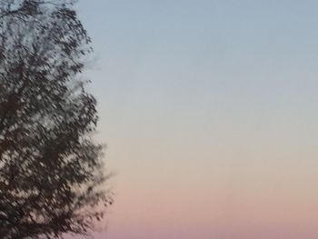 Low angle view of tree against clear sky