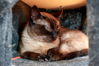 Close-up portrait of cat relaxing outdoors