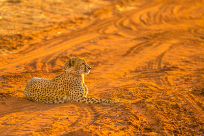 View of a cat on land