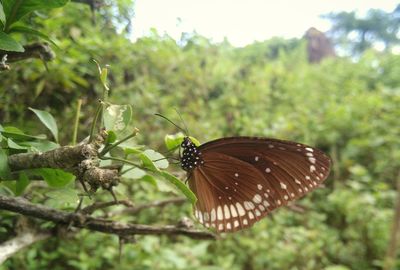 Close-up of butterfly on flower