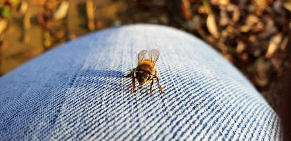 Close-up of insect on human finger