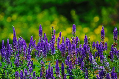 Close-up of purple flowering plants on field