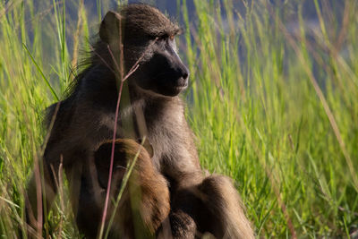 Monkey sitting in a field