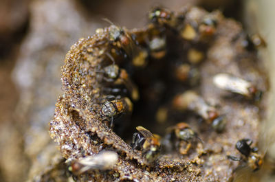 Close-up of insects on sea shore