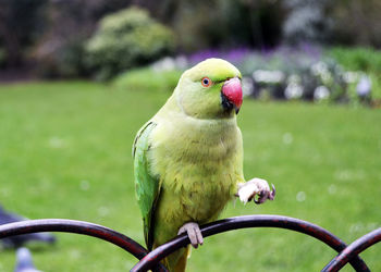 Close-up of parrot perching on fence