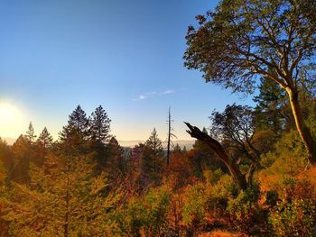 Low angle view of trees against sky during autumn