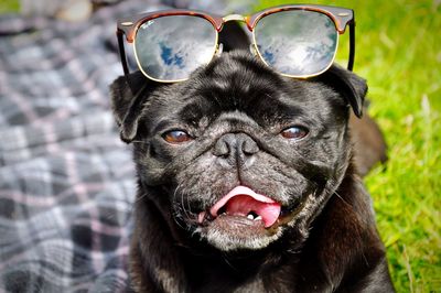 Close-up portrait of a dog